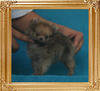 Canton_Lucky_Coquette_0.8lbs_2mo_1wk_P6-6_3770.jpg