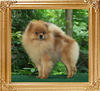 Canton_Luky_Attraction_3yr_10mo_18244.jpg