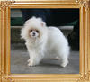 Canton_Mackenzies_Mink_2.75lbs_3mo_0336.jpg