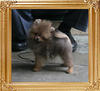 1.65lbs at 3months 1week Canton_Mango_Bravo_3mon_1wk_1.65lbs_2048.jpg