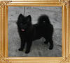3.3lbs at 4months 3weeks Canton_Midnight_Empress__4mo_3wk_3.3lbs_2nd_47376.jpg