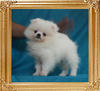 Canton_Mira_Malditha_2.0lbs_2mo_3wk_49597.jpg
