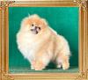 Canton_Nougat_7_mo_3_wks.jpg