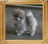 Canton_Oda_O_Flirty_2.5lbst_at_3mo_2wk_0207.jpg