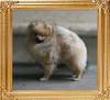 Canton_Opulent_Brocade_11mo_2lbs_47611.jpg