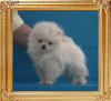 Canton_Pagan_Jazz_2mo_3wk_1.1lbs_P6-6_4637.jpg