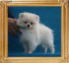 Canton_Pagan_Moon_P6-6_1.87lbs_2mo_3wk_1792.jpg