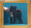 Canton_Pagan_Mystery_385lbs_4mo_3wk_P6-6_0966_.jpg