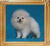 Canton_Passion_2.2lbs_5mo_3wk_49140.jpg