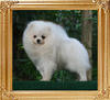 Canton_Pegasus_13mo_4.5lbs_19cm__A_47052.jpg