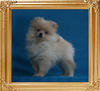 Canton_Platinum_Blonde_1.65lbs_2mo_2882.jpg