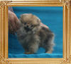 Canton_Pretty_Lady__1.32lbs_P6-6.jpg
