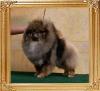 Canton_Priscilla_Swift_10mo_1wk_final_5575.jpg