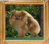 Canton_Pufpride_Dream_Girl_1yr_4.5lbs_46107.jpg