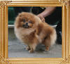 Canton_Pufpride_Super_Special_4yr_1mo_4.29lbs_6658.jpg