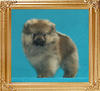Canton_Pupfride_Magnus_2mo_2wk_47307.jpg