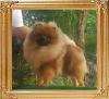 Canton_Richard_Gene_9mos.jpg
