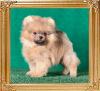 Canton_Roly_Poly_3_mo.jpg