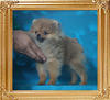 2.4lbs at 4months Canton_Royal_Star_4mo_2.4lbs_P6-4_8766.jpg