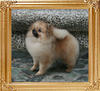Canton_Safron_5.3lbs_1yr_6mo_47151.jpg