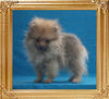 1.65lbs at 3months Canton_Shiniquia_Star_3mo_1.65lbs_2962.jpg