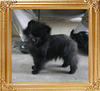 Canton_Starnite_Special_2lbs_at_2mo_1wk_0048_.jpg