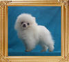 Canton_Superpower_3mo_2wk_1.7lbs_49667.jpg