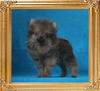 1.1lbs at 2months 3weeks Canton_Supremo_2mo_3wk_1.1lbs_P6-6_8905.jpg