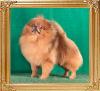 Canton_Sweet_Harvey_2_yrs_8_mos.jpg