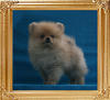 Canton_Tatonka_1.43lbs_2mo_2577.jpg