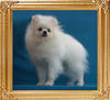 Canton_Tiffy_Tifton_Tiger_3.3lbs_5mo_1wk_7620.jpg