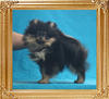 Canton_True_Pampadour_3mo_P_6-4_2.1lbs_5183.jpg