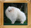 5.5lbs at 11 months Canton_White_Harmony_11mos_5.5lbs_framed.jpg