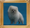 Canton_White_Prince_1.1lbs_at_3mo__47409.jpg