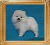 Canton_White_Sense_2lbs_2mo_2wk_49612.jpg
