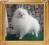 Canton_White_Sultan_Ph_Jr_Ch.jpg