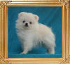 1.6lbs at 2months 1week Canton_White_Whisper_2mo_1wk_1.6lbs_49593.jpg