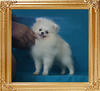 2.7lbs at 6months 1week Canton_Wind_Smoke_6mo_1wk_2.7lbs_P6-6_9342.jpg