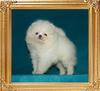 1.4lbs at 1month 3weeks Canton_Winter_Wonderland_1.4lbs_1mo_3wk_49629.jpg