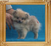 Canton_Yoko_Moon_1.32lbs_2mo_2wk_3549.jpg