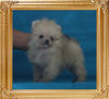 Canton_Yoko_Ono_1.1lbs_2mo_3wk_P6-6_1102.jpg