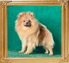 Canton_roan_Lady_10_mos.jpg
