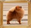Chbomei_Golden_Boy_of_Michale_Dong_Poms_7967.jpg