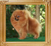 Coral_Farah_of_Canton_4.5lbs_Final_Picture.jpg.jpg