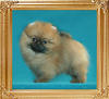 Coral_Furiosa_of_Canton_2mo_1.1lbs.jpg