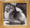 Creiders_Wee_Red_Baron_Ch_33687.jpg