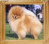 Crystalton_Pomkees_Beauchoisy_Can_Ch_18724.jpg