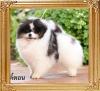 Fluke_Poms_A_cha.jpg