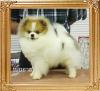 Fluke_Poms_Big_Eye.jpg