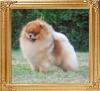 GCH_Dee_little_Bruce_Almighty.jpg